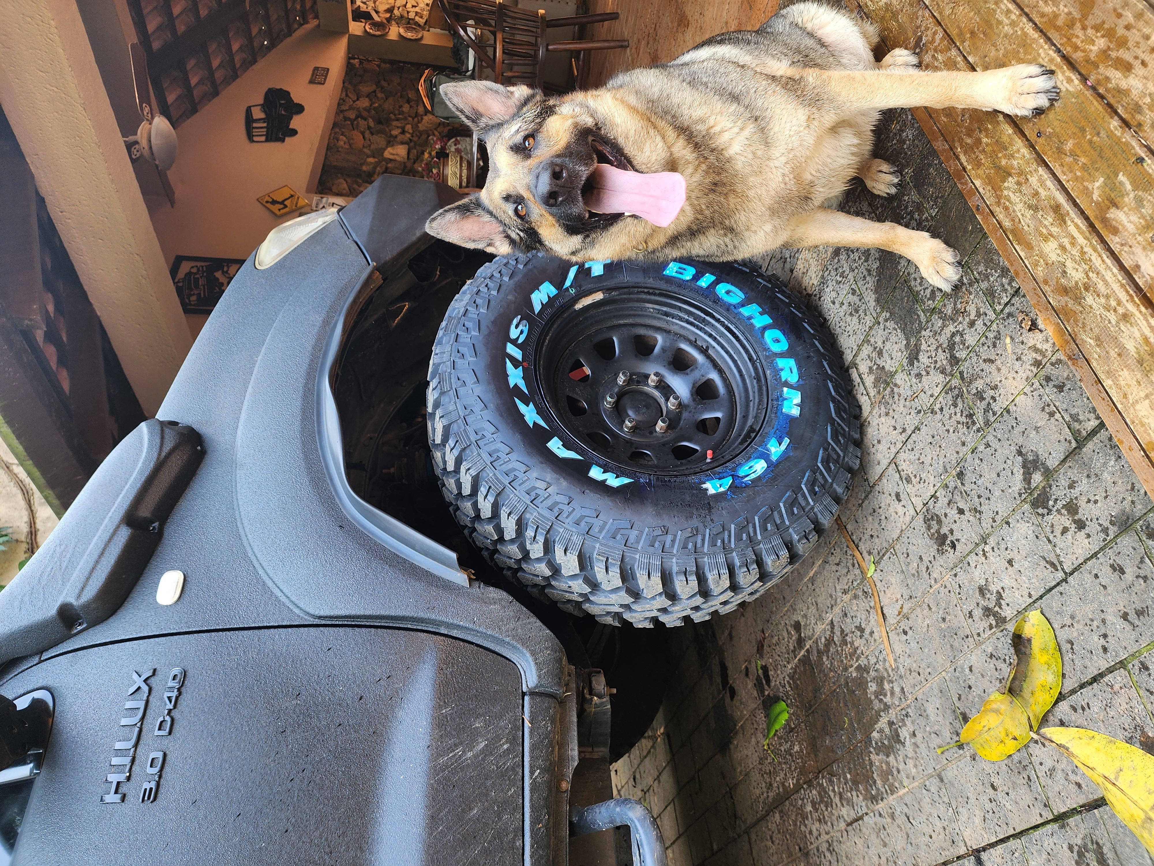 Cão ao lado da roda dianteira da Toyota Hilux 3.0 2009